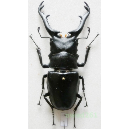Prosopocoilus giraffa borobudur Mizunuma & Nagai 1991 +85mm Indonesia, Java Is12e